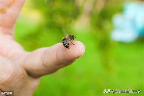 看到蜜蜂徵兆|蜜蜂进家里有什么预兆？